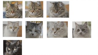 Manakah yang lebih unggul secara genetik antara kucing macan tutul dengan kucing British Shorthair, 