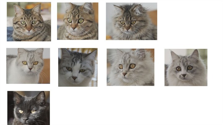 狸花猫与英短猫究竟谁的基因更强大，生的小猫更像谁