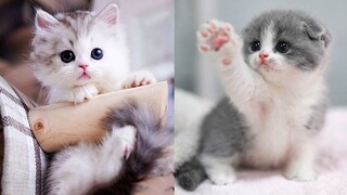Baby Cats - Cute and Funny Cat Videos Compilation #46 | Aww Animals