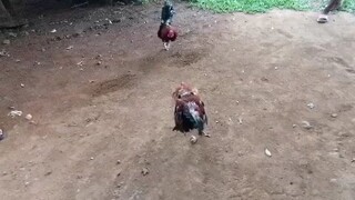tagalogin na me deperensya vs medyo ma liit na quality di umobra haha