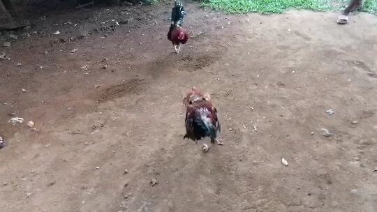 tagalogin na me deperensya vs medyo ma liit na quality di umobra haha