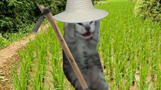 [Cat meme] Because there are no games to play, I played Stardew Valley and started endless farming.