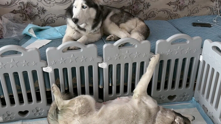 Anjing peliharaan membawa anak itu benar-benar tidak bisa diandalkan