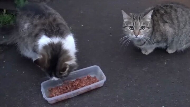 流浪猫给女友讨食。