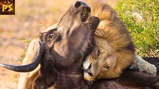 15 MOST HORRIFIC Lion Attacks Caught on Camera | Pet Spot