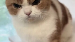 أنت شديد الغضب يا صغيري، وكلما زاد غضبك زاد إثارتي 😻 تعالي هنا لكي يقبلك ee بقبلة صغيرة