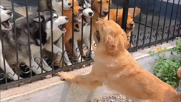 Brains are a great thing—but sadly, not every dog has ’em...