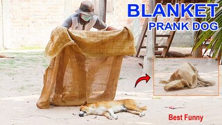 Best Funny Prank Blanket vs Prank on sleep Dog so Funny Dog run fastes -@Mister FunTube