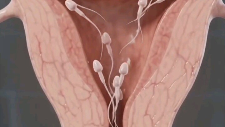 How Pregnancy Develops Inside a Cat's Body | 3D Veterinary Medical Animation