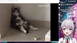 Cô gái Nhật Bản tự nhiên xem "Một con mèo tự coi mình là con người, liệu nó có hơi giống một con mèo
