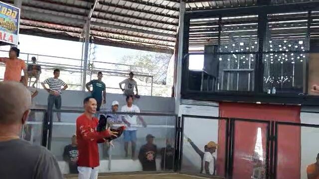 D'Beginer backyard, 1 cock derby