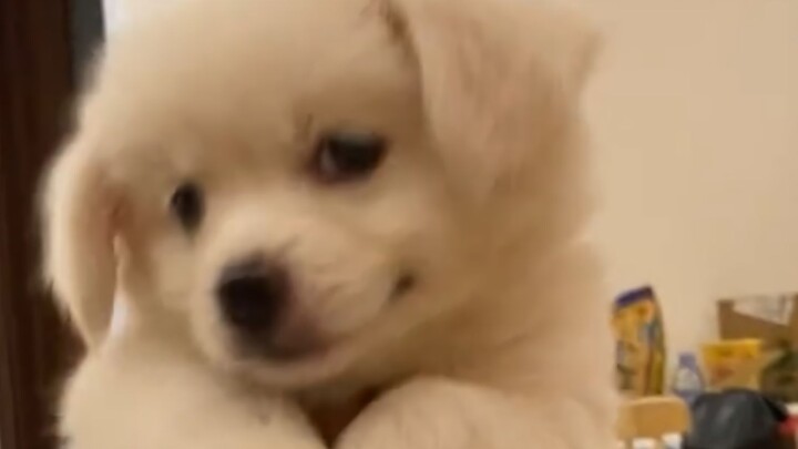 Dog: Stupid humans just need to pat my head, and they’ll work their tails off to feed me!