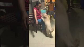 Salubong, Kahit walang pasalubong. 🤍