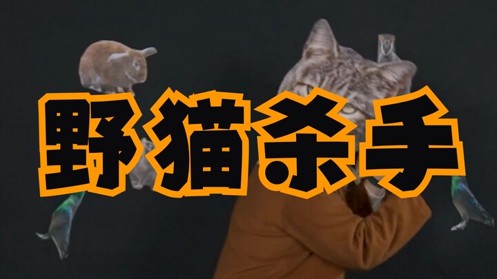 Kẻ săn mèo giết hại 1.400 con trong 20 năm, nhưng lại nói rằng mình yêu động vật?