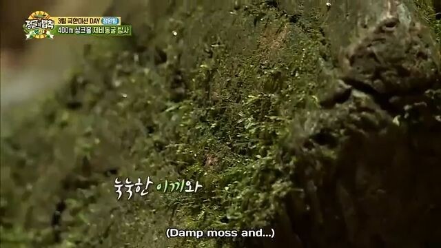E319 Law of the Jungle_Mexico