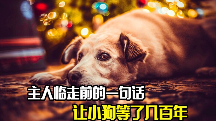 Satu kalimat dari tuannya sebelum pergi membuat anjing menunggu selama ratusan tahun, film fantasi