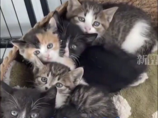 Woman Meets Elder Carrying Sacks Who’s Giving Away Cats—Says “No, Thanks” But Ends Up Taking Them Al