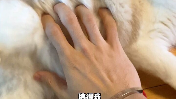 Kalian tahu nggak rasanya punya seekor dinosaurus kecil itu seperti apa?!