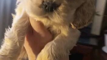 American cocker spaniel, 2 months old little girl 🥰 #ame.cocker.spaniel#