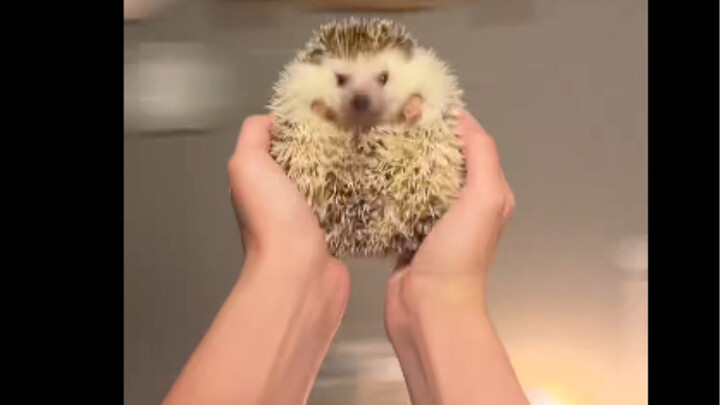 Tantangan terbang sambil gendong hewan peliharaan yang lagi viral di TikTok, yang terakhir itu apa??