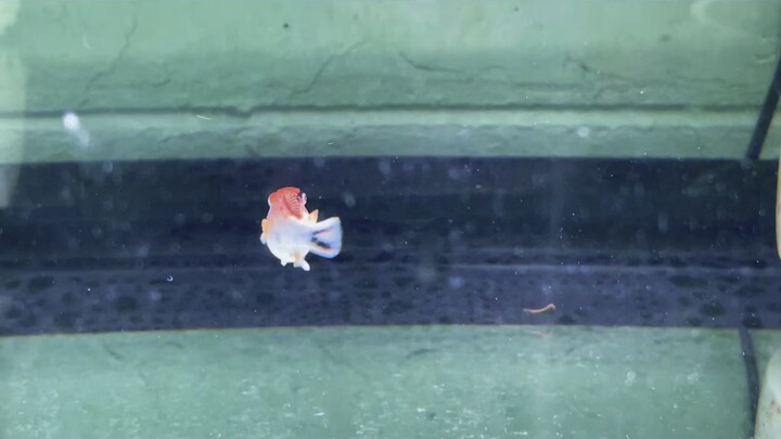 #Mollyfish #ปลาบอลลูน #Mollyfishthailand #ปลาบอลลูนเรดเฮด