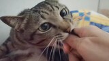 Trick a cat into biting its own tail