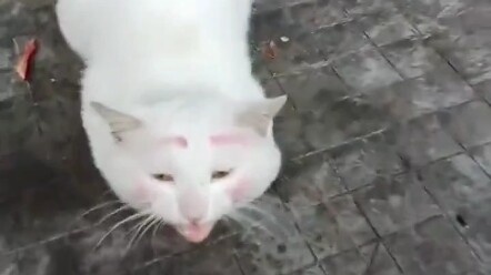 Criminals Always Return to the Scene