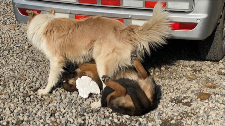 Adegan ikonik saat Border Collie menghancurkan German Shepherd; si Border Collie: “Dari mana datangn