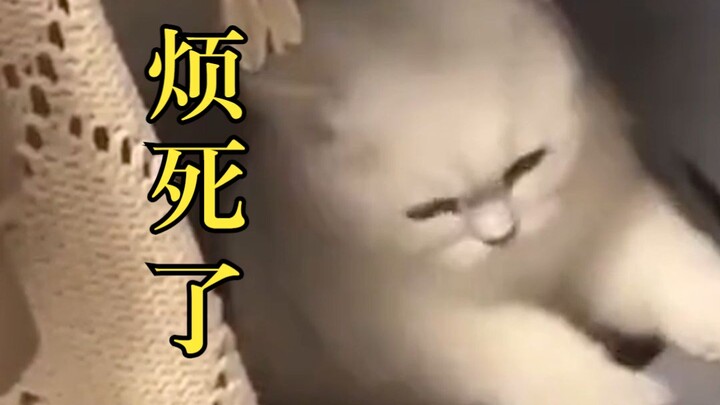 แมว: น่ารำคาญสุดๆ