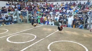 4cock @SJC, 2nd fyt (white tape)