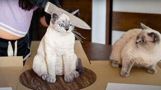 Funniest Cat Videos That Will Make You Laugh #13 - Funny Cats and Dogs Videos