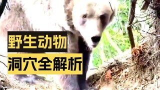 Không thể tùy tiện đào hang động ngoài tự nhiên được sao? Nếu không thì chỉ còn cách gọi đồ ăn mang 