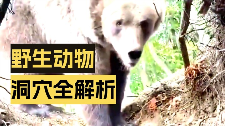 Không thể tùy tiện đào hang động ngoài tự nhiên được sao? Nếu không thì chỉ còn cách gọi đồ ăn mang 