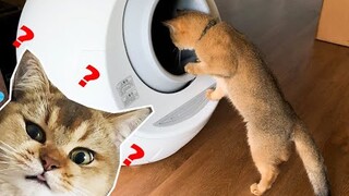 Đập hộp nhà vệ sinh tự động cho mèo Meet - Automatic Self- Cleaning Litter cabin for Cat unboxing