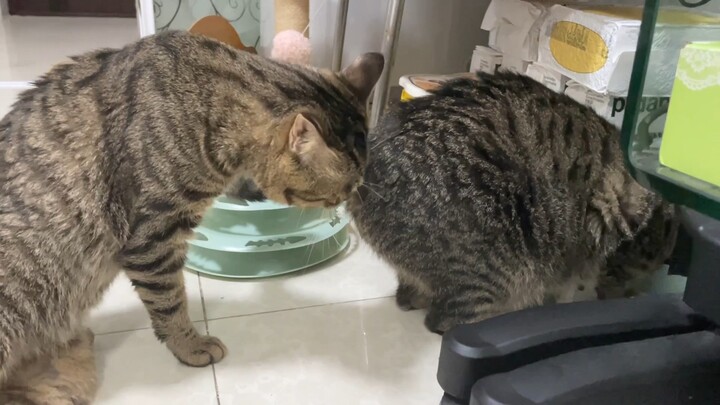 The kitten was forced to sniff someone’s rear; a year ago, he’d lift his tail high, and a year later