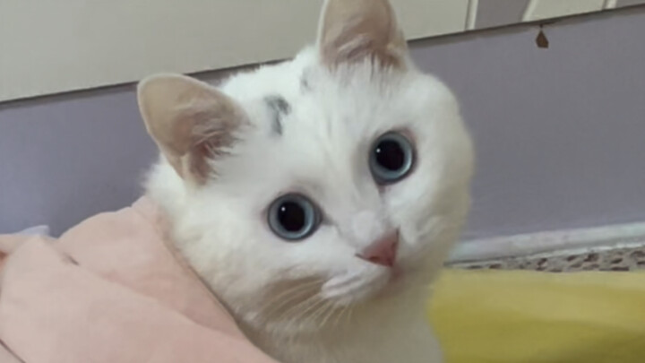 هل تعتقدون أن القطط تتذكر ما حدث لها في الصغر؟