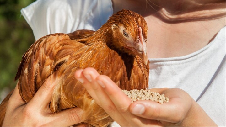 Chicken feed 04