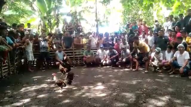 talisayin yellow legs tagalogin nakachamba