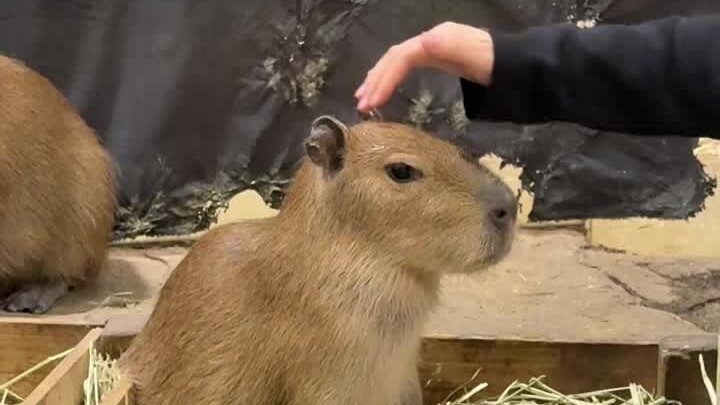 Why is this capybara growing so fast?
