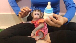 Look at monkey Mino, So attractive to his milk bottle