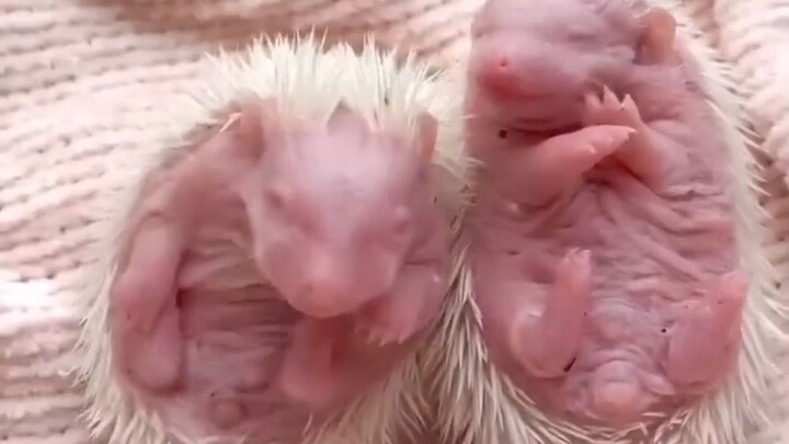 Landak tubuhnya penuh duri, lalu saat melahirkan anak-anaknya, apakah induk landak tidak tertusuk ol