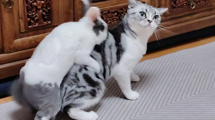 القطة تخلّت عن العلاج وهي تركض هربًا من الأرنب!