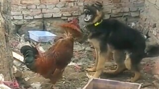 [Humor]Anjing Ini Dikagetkan Ayam Hingga Gemetar