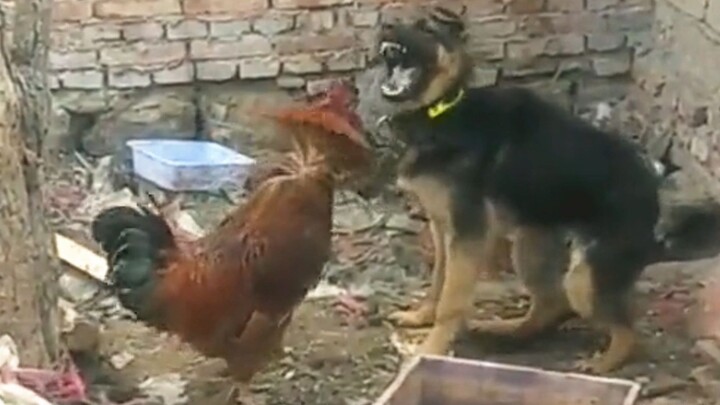 [Funny] The dog was scared by the chicken
