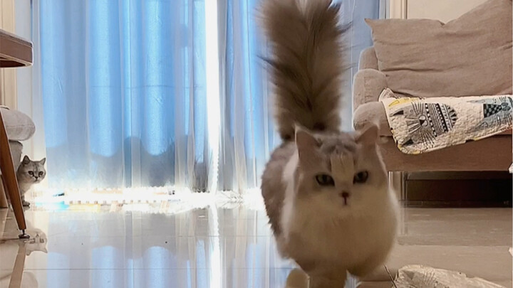 Menantang langkah kucing unik yang cuma ada di seluruh internet—bakat luar biasa di catwalk yang mun