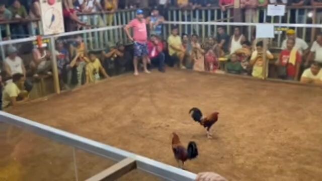 Jilljhames malatuba @ Balingoan 3stag/cock combo