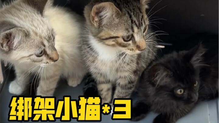 Kidnapping Instead of Buying ~ Los Angeles Branch