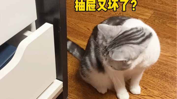 Catlet’s Little Theater: “Fixing the Drawer” — How many points for this acting?