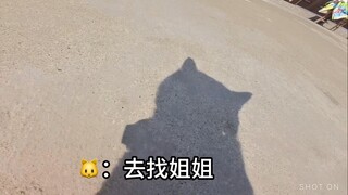 给小猫买了个小相机，以下画面为猫咪自己拍摄，小猫的第一视角