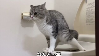 แมวของชาวเน็ตญี่ปุ่นสามารถใช้ชักโครกเองได้ ทาสแมวกำลังจะตกงานแล้ว~